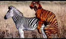 动物性交视频,自然界的繁殖奇观揭秘