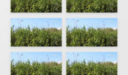 小草视频,捕捉生活瞬间，展现人间真情